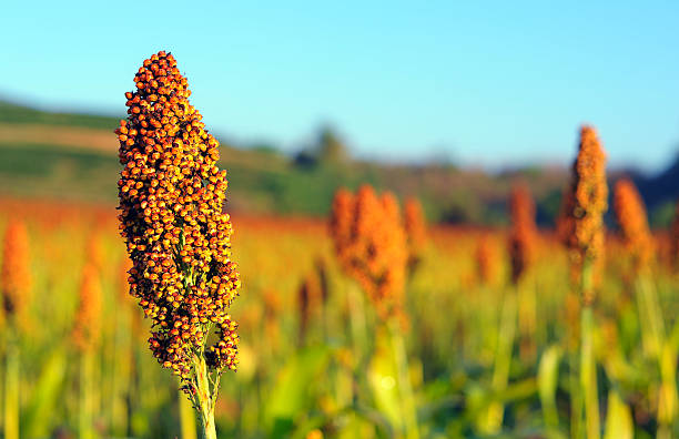 Sorghum Flour