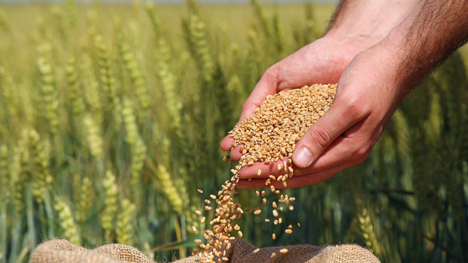 Cleaned Sorghum